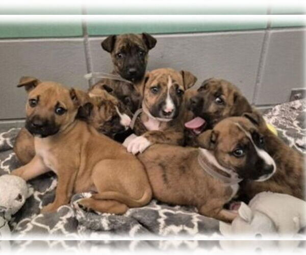 Medium Photo #3 Boxador Puppy For Sale in Lakewood, CO, USA