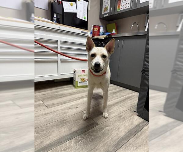 Medium Photo #1 Carolina Dog-Unknown Mix Puppy For Sale in Redlands, CA, USA