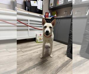 Carolina Dog-Unknown Mix Dogs for adoption in Redlands, CA, USA