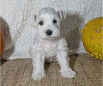 Puppy Lady Schnauzer (Miniature)