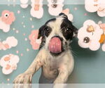 Small Chihuahua Mix