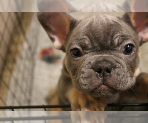 Medium Photo #9 French Bulldog Puppy For Sale in WINDSOR MILL, MD, USA