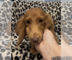 Small #3 Dachshund