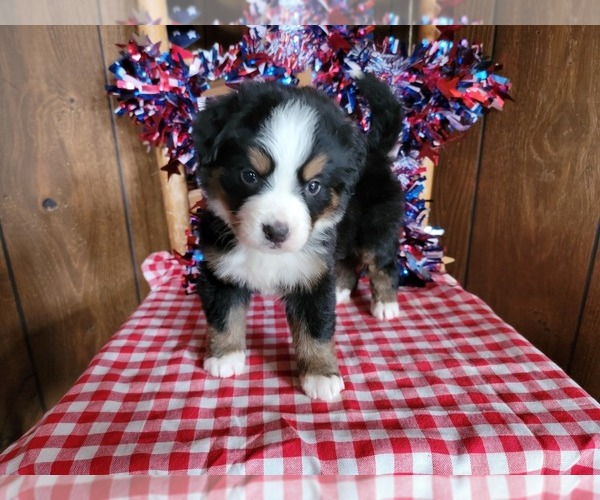 Medium Photo #41 Bernese Mountain Dog Puppy For Sale in BLACK FOREST, CO, USA