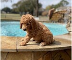 Small Photo #26 Goldendoodle Puppy For Sale in SUGAR LAND, TX, USA