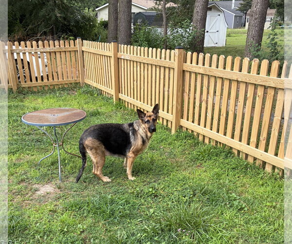 Medium Photo #4 German Shepherd Dog Puppy For Sale in Centreville, VA, USA