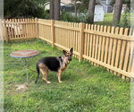 Small #3 German Shepherd Dog