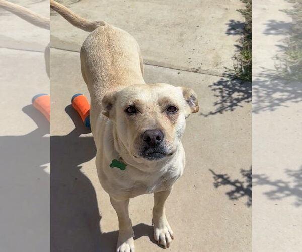 Medium Photo #3 Labrador Retriever-Unknown Mix Puppy For Sale in Corona, CA, USA