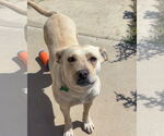 Small #2 Labrador Retriever Mix