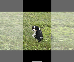 Small #1 Cavalier King Charles Spaniel