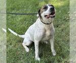 Small #3 Labrador Retriever Mix