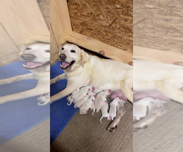 Medium Photo #1 Labrador Retriever Puppy For Sale in CAMPTON, KY, USA