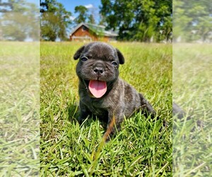 French Bulldog Puppy for sale in TIFTON, GA, USA