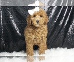 Puppy Velour F1B Goldendoodle (Miniature)