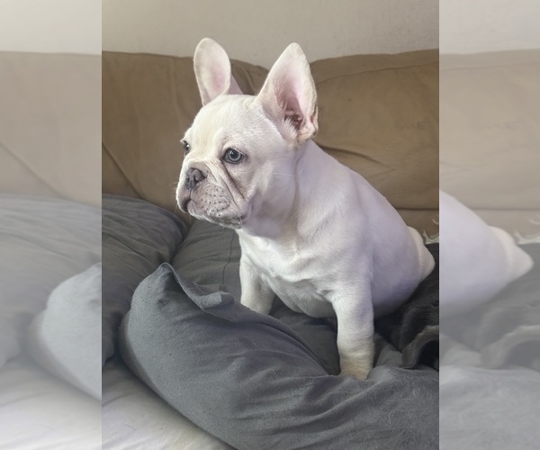 Medium Photo #11 French Bulldog Puppy For Sale in SUSSEX, WI, USA