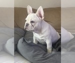 Small #10 French Bulldog