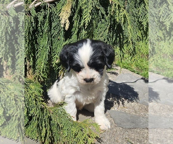 Medium Photo #2 Tibetan Terrier Puppy For Sale in WATERLOO, NY, USA
