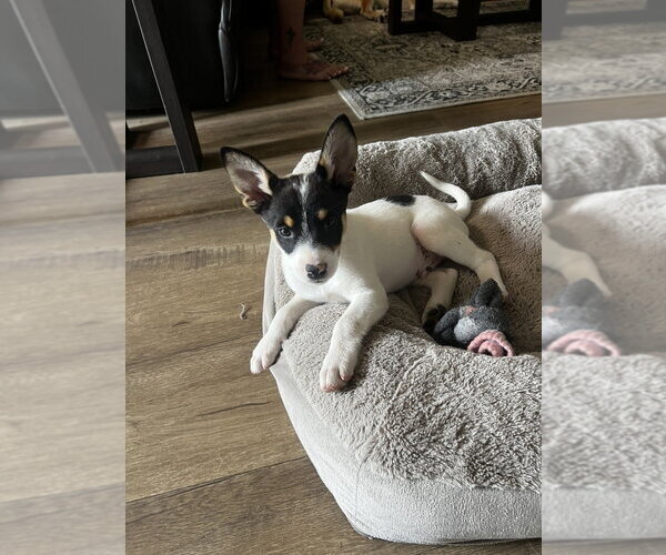 Medium Photo #4 German Shepherd Dog-Unknown Mix Puppy For Sale in Dana Point, CA, USA