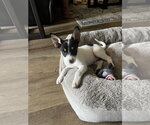 Small #3 German Shepherd Dog Mix