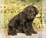 Small #1 Labradoodle
