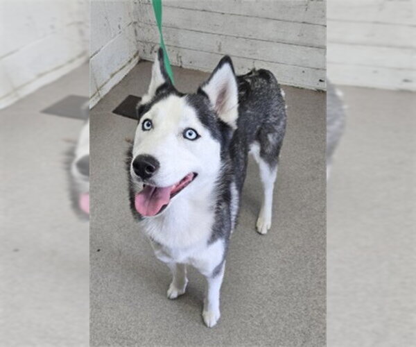 Medium Photo #1 Siberian Husky Puppy For Sale in San Bernardino, CA, USA