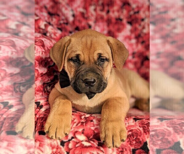 Medium Photo #6 Boerboel Puppy For Sale in NOTTINGHAM, PA, USA