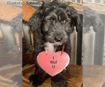 Small #15 F2 Aussiedoodle