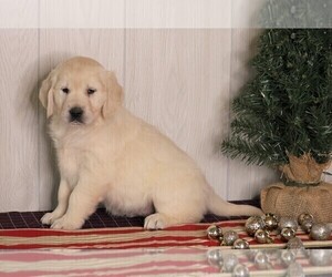 English Cream Golden Retriever Puppy for sale in FREDERICKSBG, OH, USA