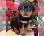Small Photo #5 Rottweiler Puppy For Sale in PINE GROVE, PA, USA