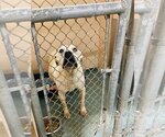Small Photo #2 American Pit Bull Terrier Puppy For Sale in Richmond, VA, USA