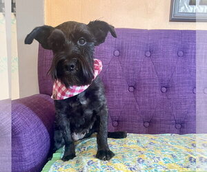 Mutt Dogs for adoption in Rockaway, NJ, USA