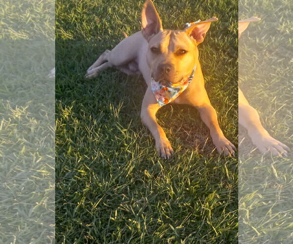 Medium Photo #24 American Pit Bull Terrier-Unknown Mix Puppy For Sale in Murfreesboro, NC, USA