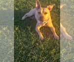 Small #23 American Pit Bull Terrier Mix