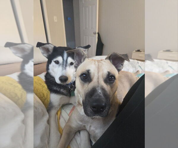 Medium Photo #2 Mutt Puppy For Sale in Lakewood, CO, USA