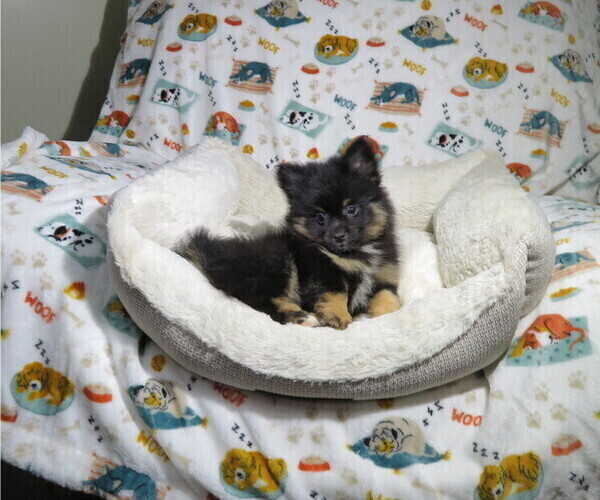 Medium Photo #3 Pomeranian Puppy For Sale in COOKEVILLE, TN, USA