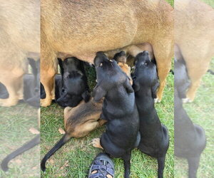 Treat - Female Australian Shepherd-Black Mouth Cur Mix Dog for Adoption - Photo #4