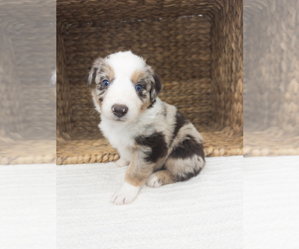 Medium Photo #3 Australian Shepherd Puppy For Sale in UNIONVILLE, IA, USA