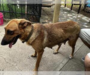 German Shepherd Dog Dogs for adoption in San Antonio, TX, USA