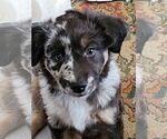 Small Photo #4 Miniature Australian Shepherd Puppy For Sale in COLUMBUS, OH, USA