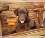 Small Photo #49 Labrador Retriever Puppy For Sale in EDGEWOOD, TX, USA