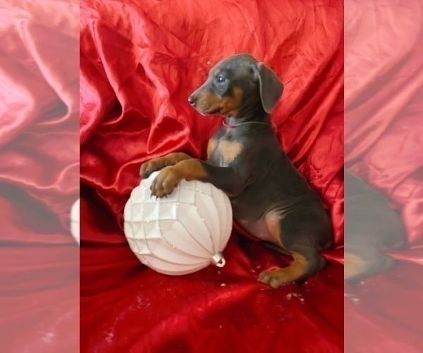 Medium Photo #30 Doberman Pinscher Puppy For Sale in YUCCA VALLEY, CA, USA