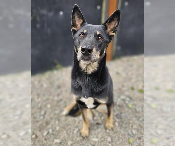 Medium Photo #1 Australian Shepherd-German Shepherd Dog Mix Puppy For Sale in Frisco, CO, USA