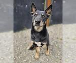 Small Australian Shepherd-German Shepherd Dog Mix