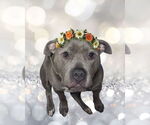 Small American Pit Bull Terrier-Staffordshire Bull Terrier Mix
