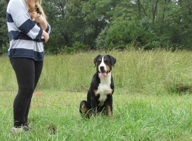 Medium Photo #1 Greater Swiss Mountain Dog Puppy For Sale in CLINTON, AR, USA