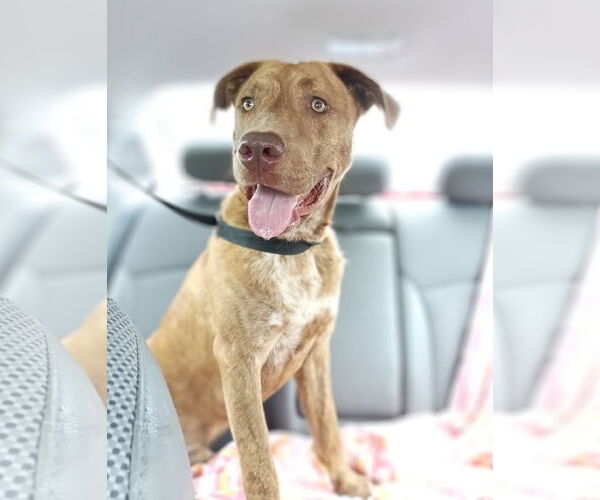 Medium Photo #12 Labrador Retriever-Unknown Mix Puppy For Sale in Monticello, MS, USA