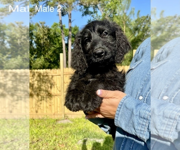 Medium Photo #15 Goldendoodle Puppy For Sale in OCALA, FL, USA