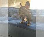 Small Photo #7 French Bulldog Puppy For Sale in OAKLAND, CA, USA