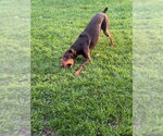 Small #15 Doberman Pinscher