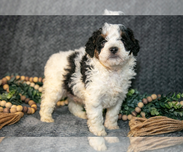 Medium Photo #1 Bernedoodle (Miniature) Puppy For Sale in NAPPANEE, IN, USA